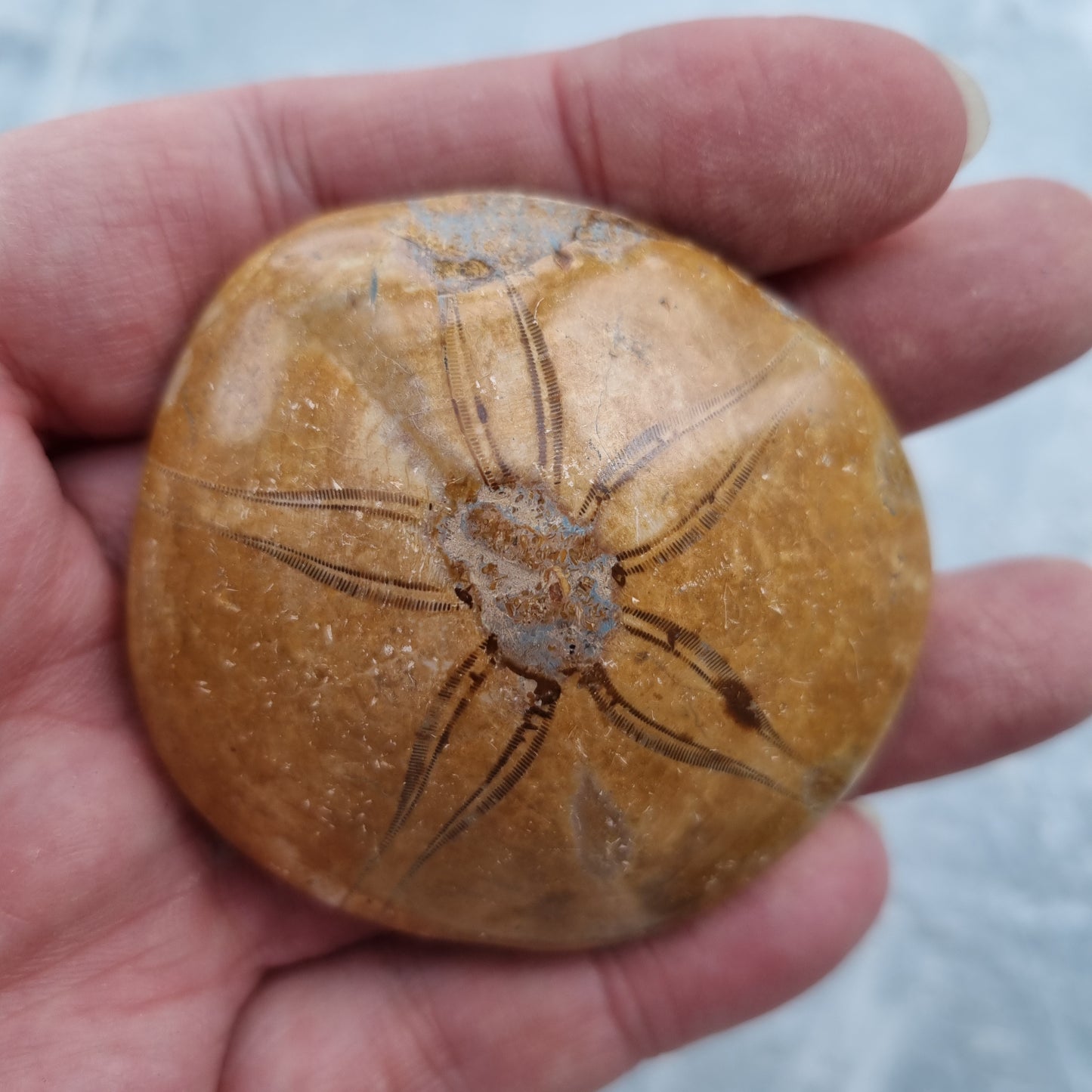 Sand Dollar