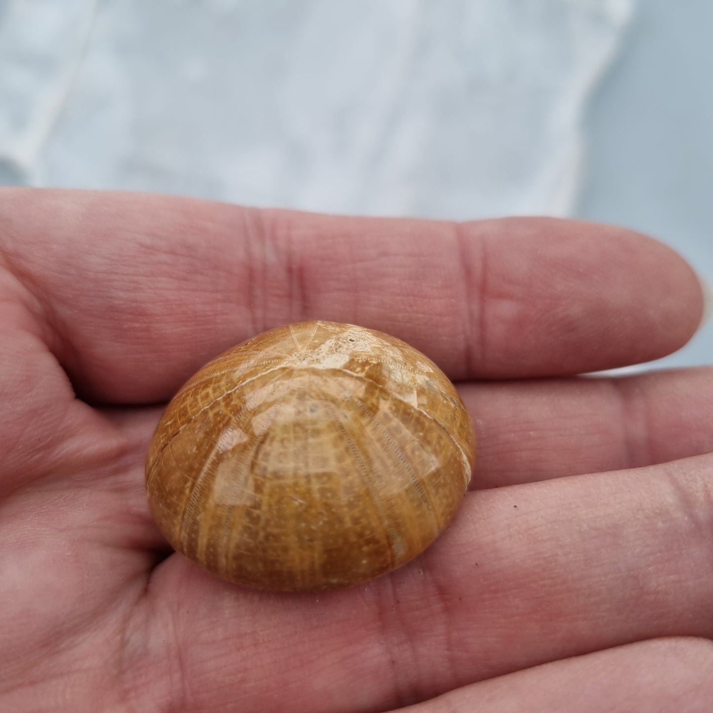 Sand Dollar