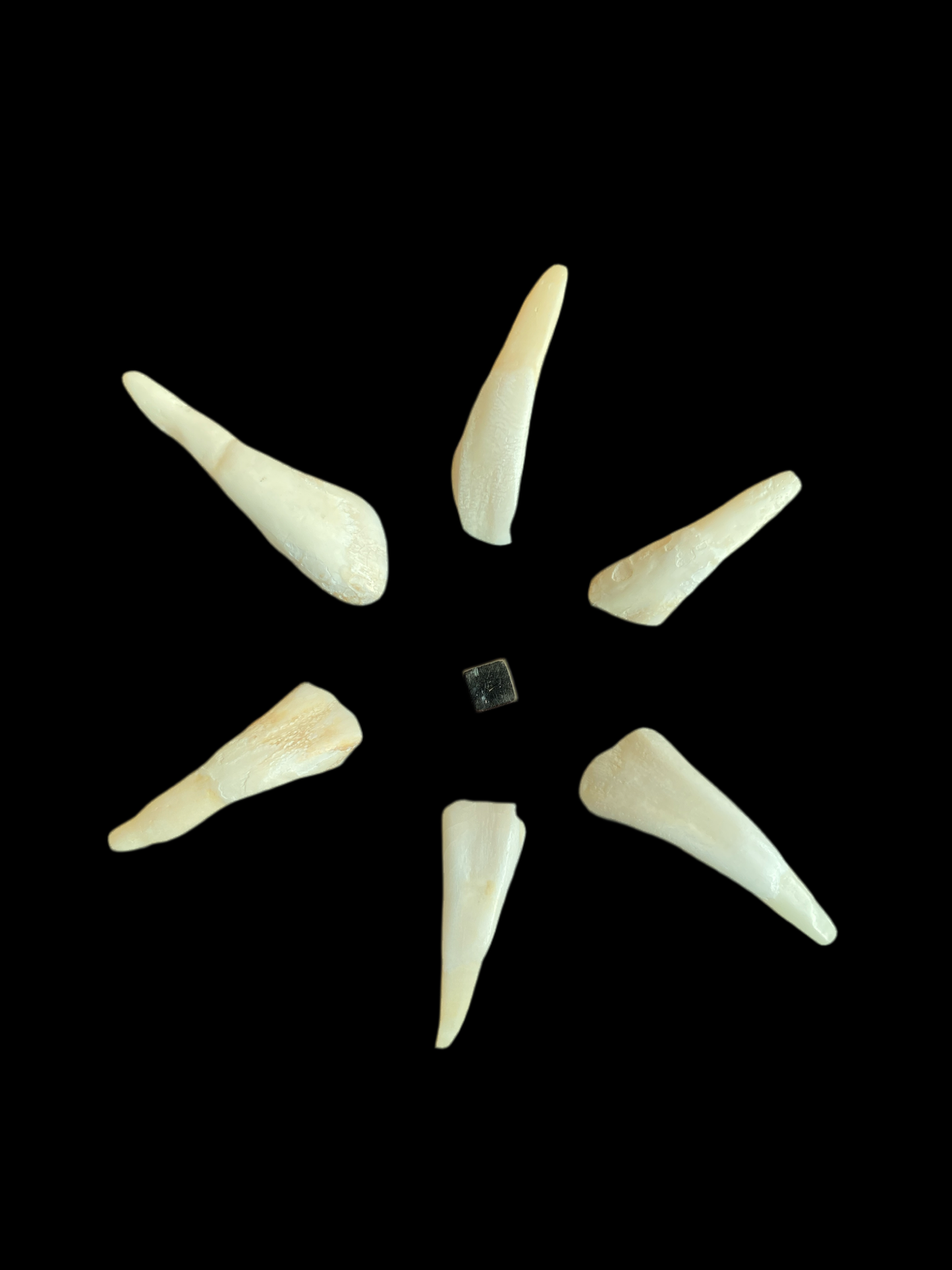 Bøffeltand Vedhæng