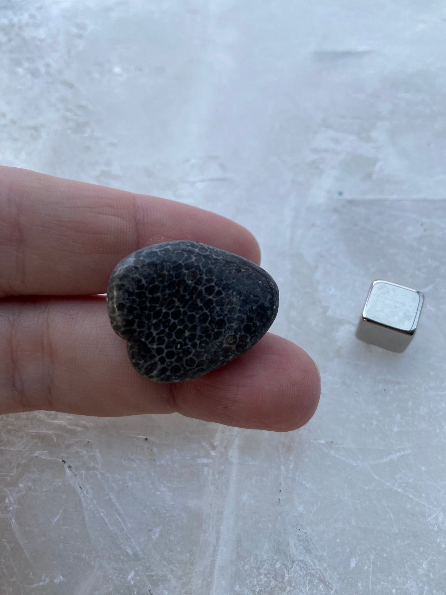 Forstenet Koral Sort