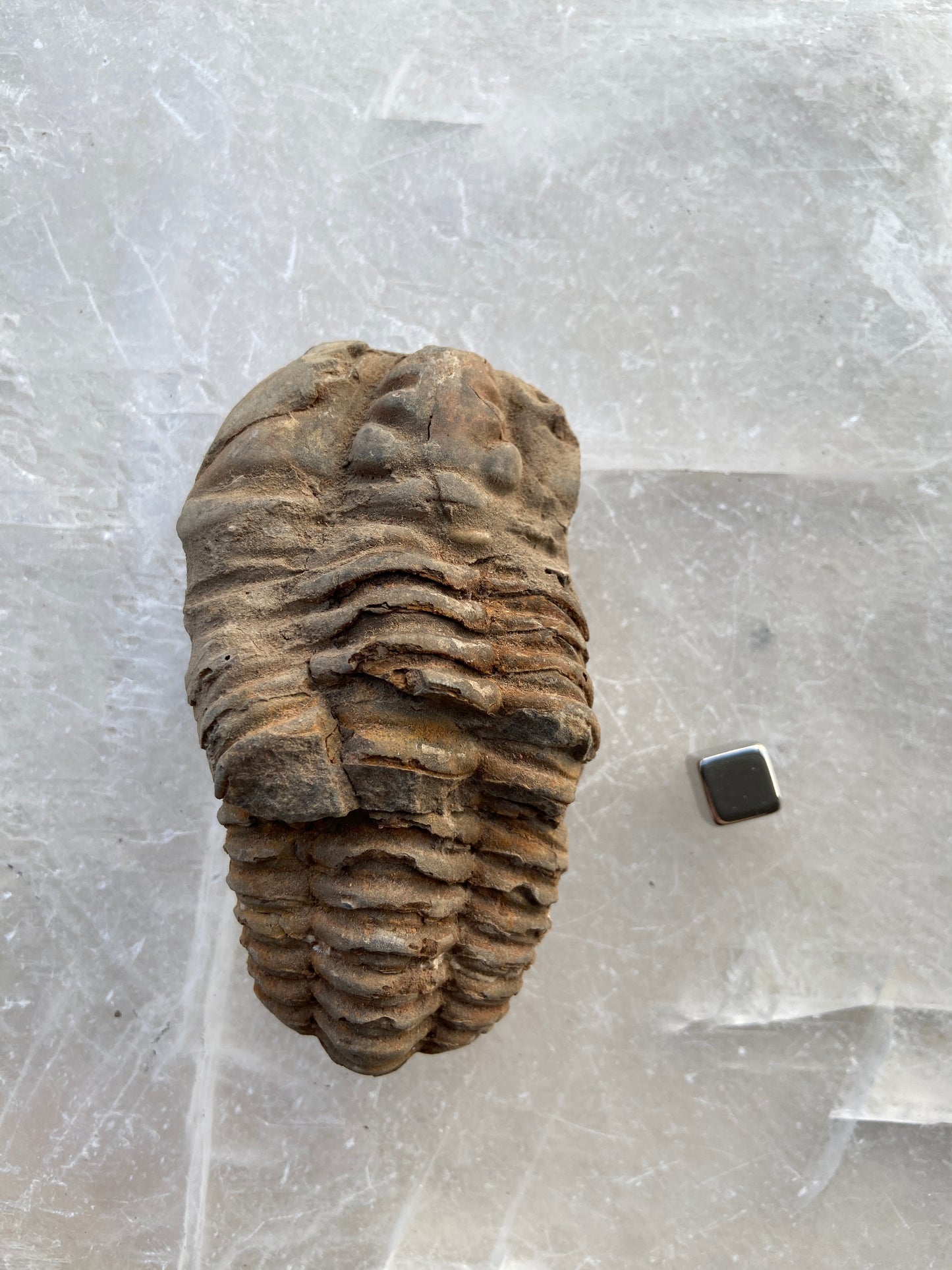 Trilobit