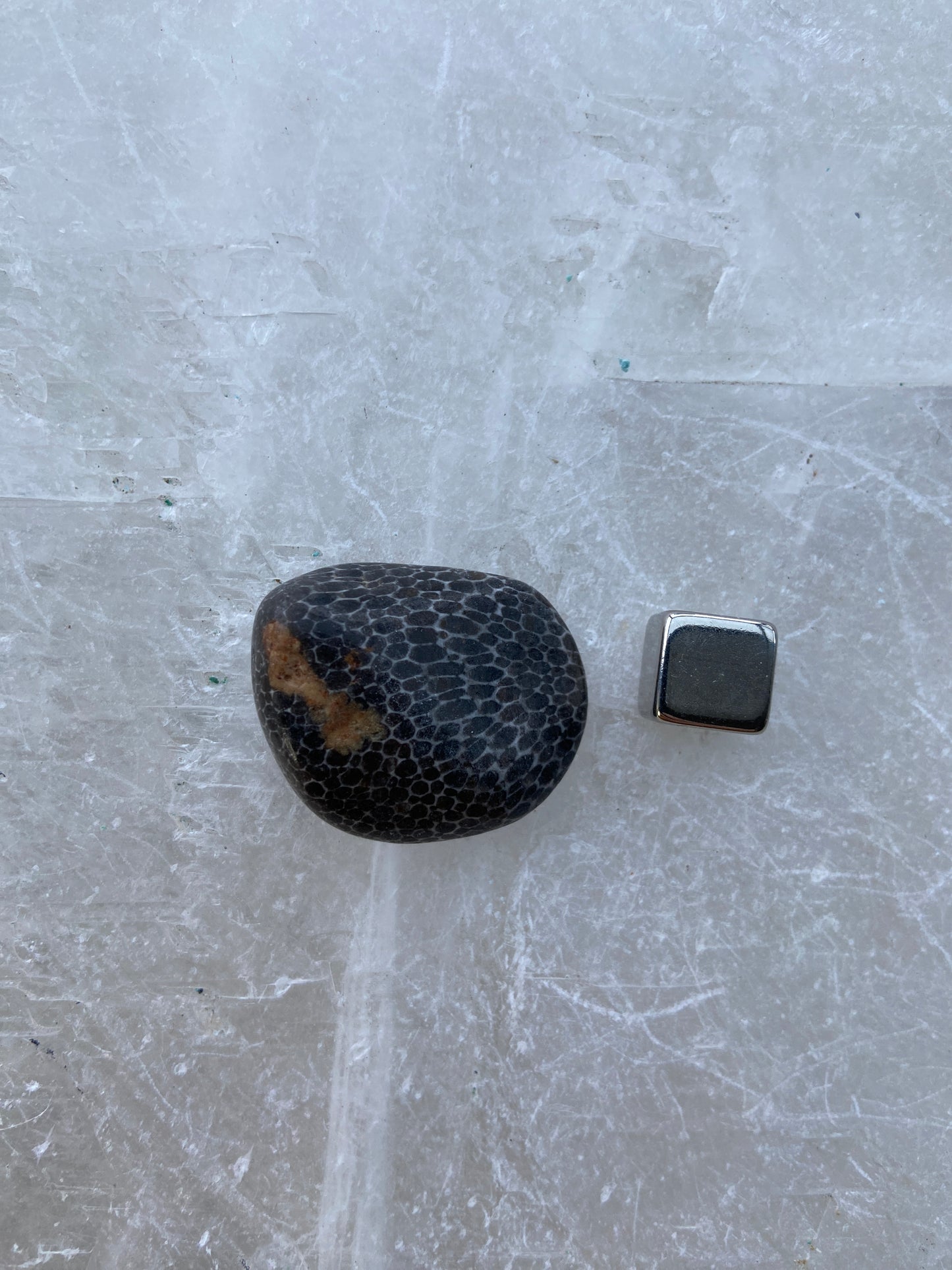 Forstenet Koral Sort