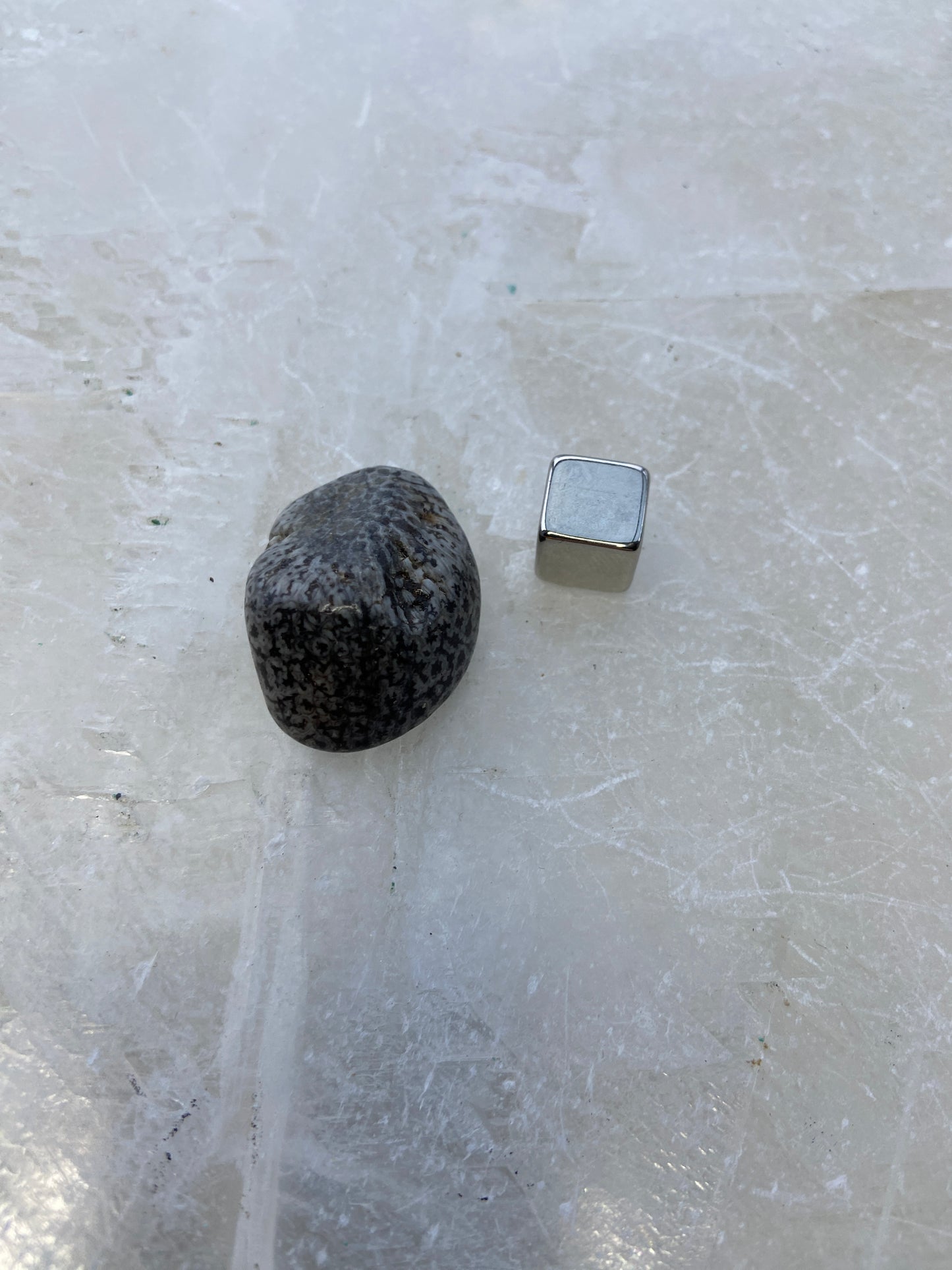 Forstenet Koral Sort