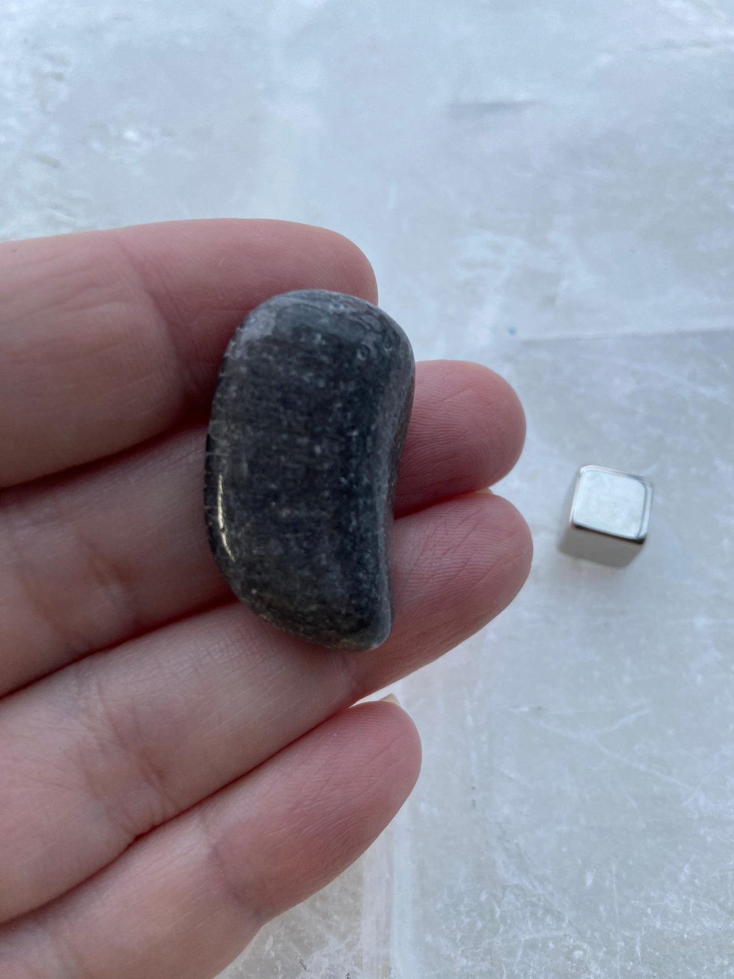 Forstenet Koral Sort