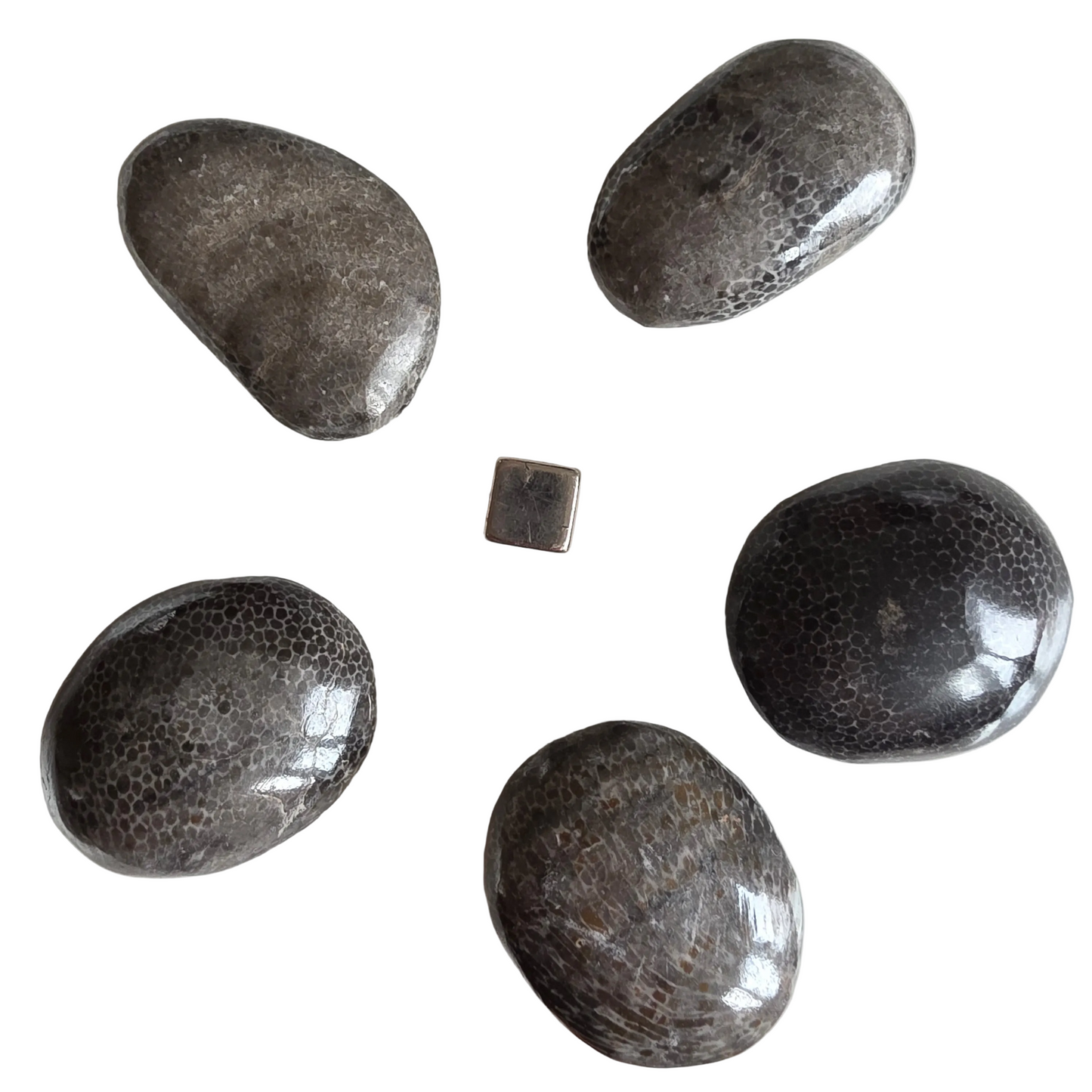 Bryozoan fossil sten med naturligt mønster og jordende energi.