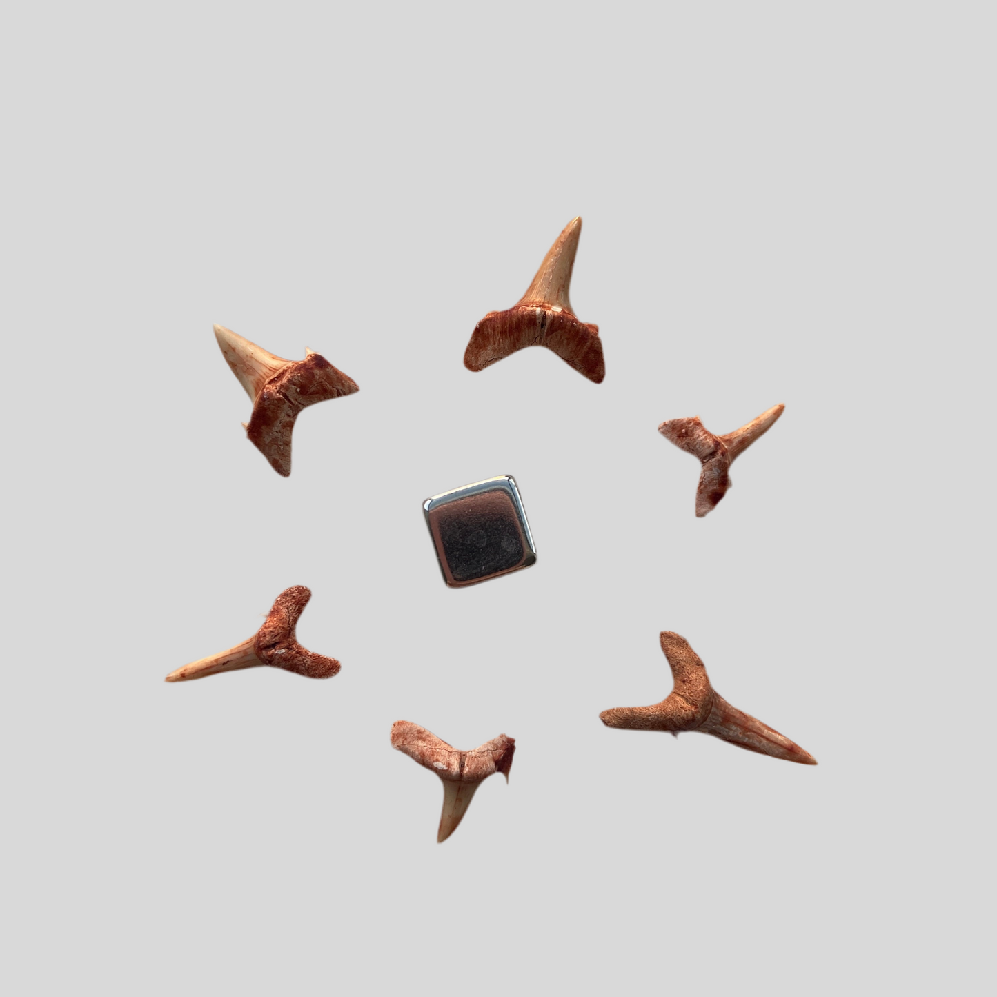 Fossil hajtand – symbol på beskyttelse, mod og urkraft fra fortidens hav