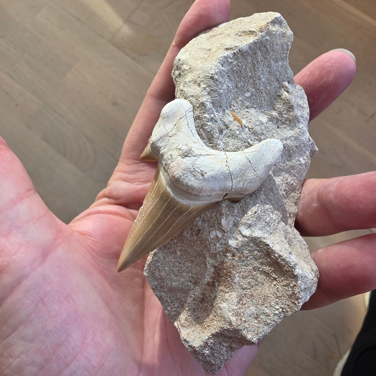 Hajtand fossiler – symbol på urkraft, mod og beslutsomhed