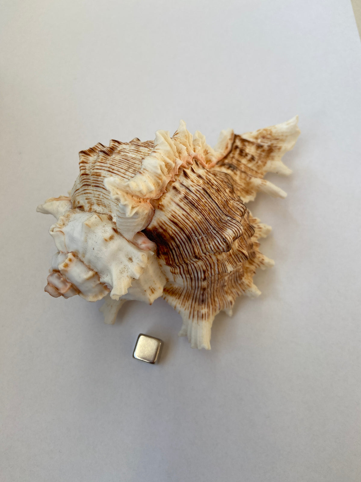 Konkylie – naturlig havskal, der bringer beskyttelse, indre ro og blid havenergi.