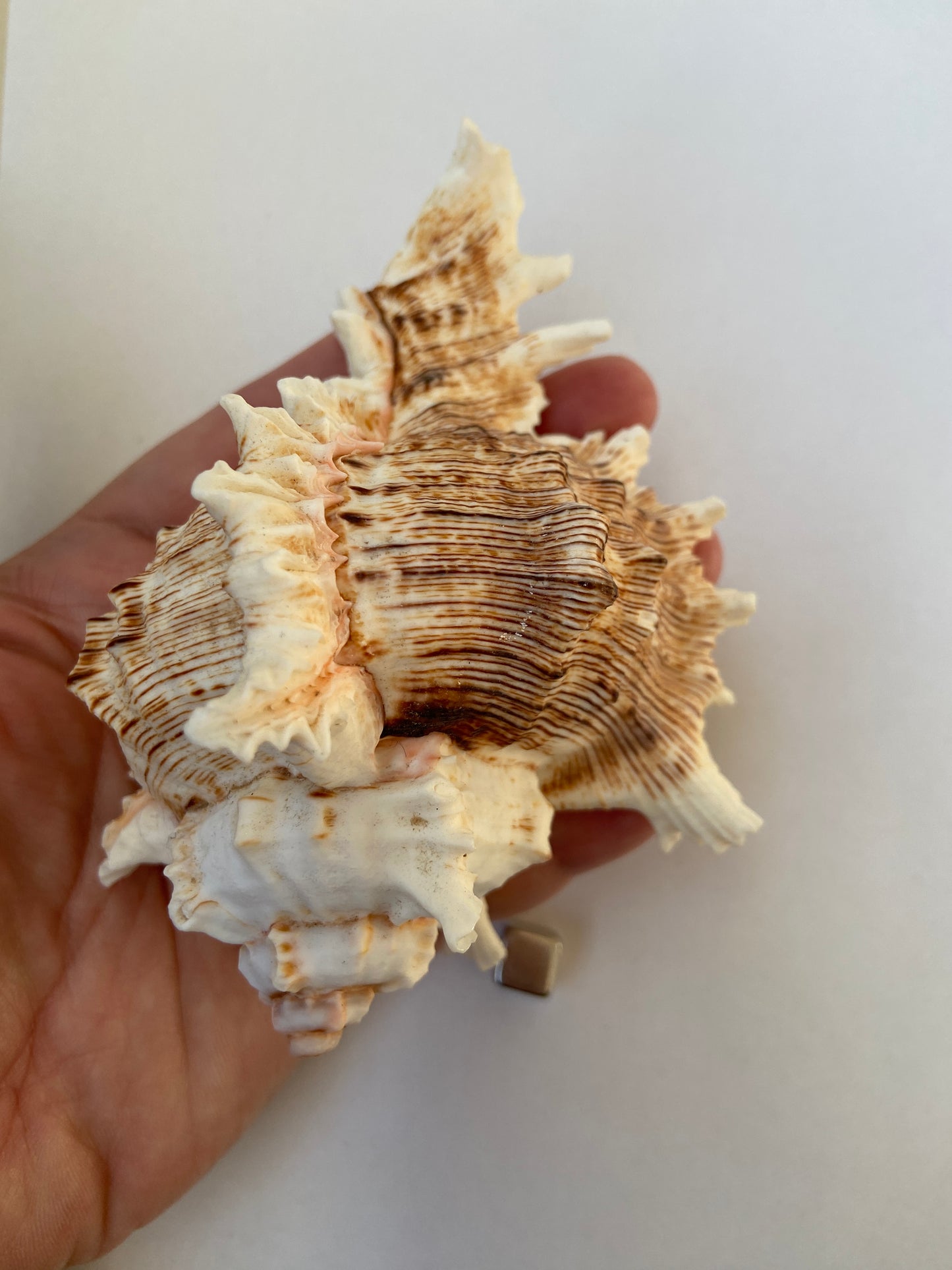 Konkylie – fyldt med havets fornyende energi og spirituel klarhed.