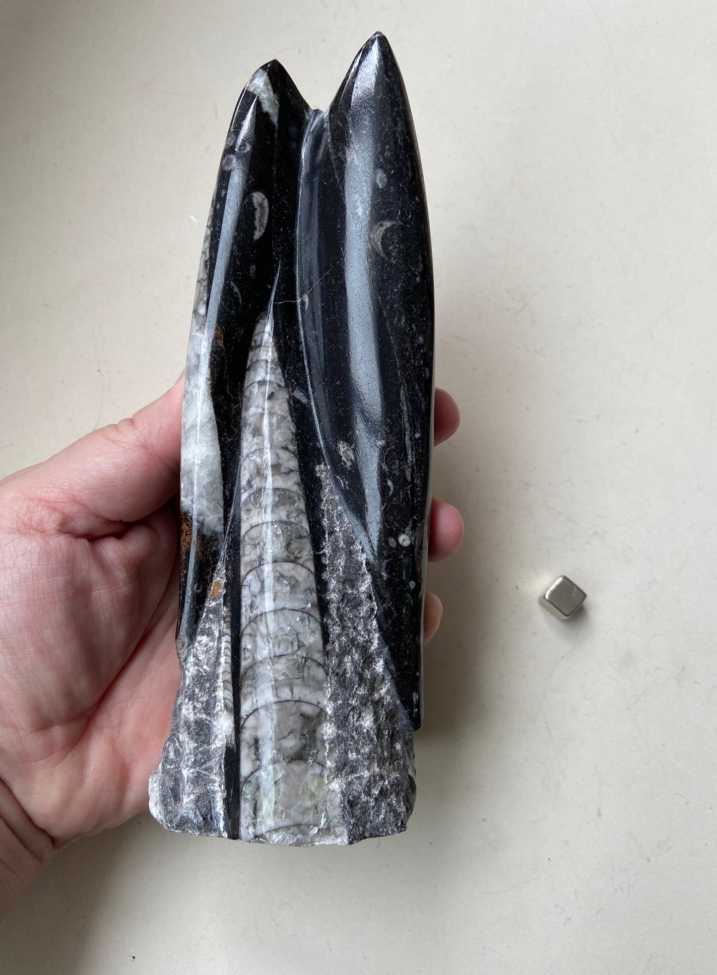 Orthoceras – virker som beskyttende energisk skjold og giver stabilitet.