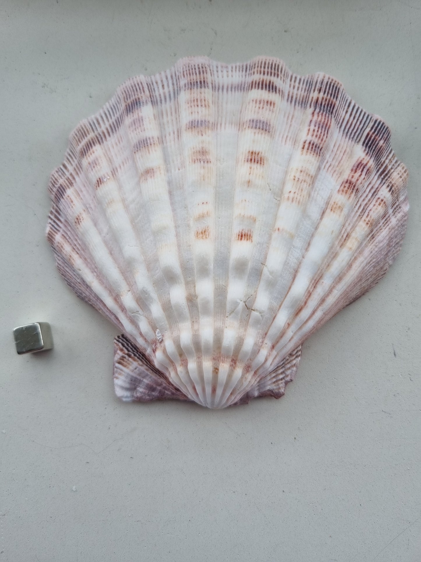 Lion paw muslingeskal