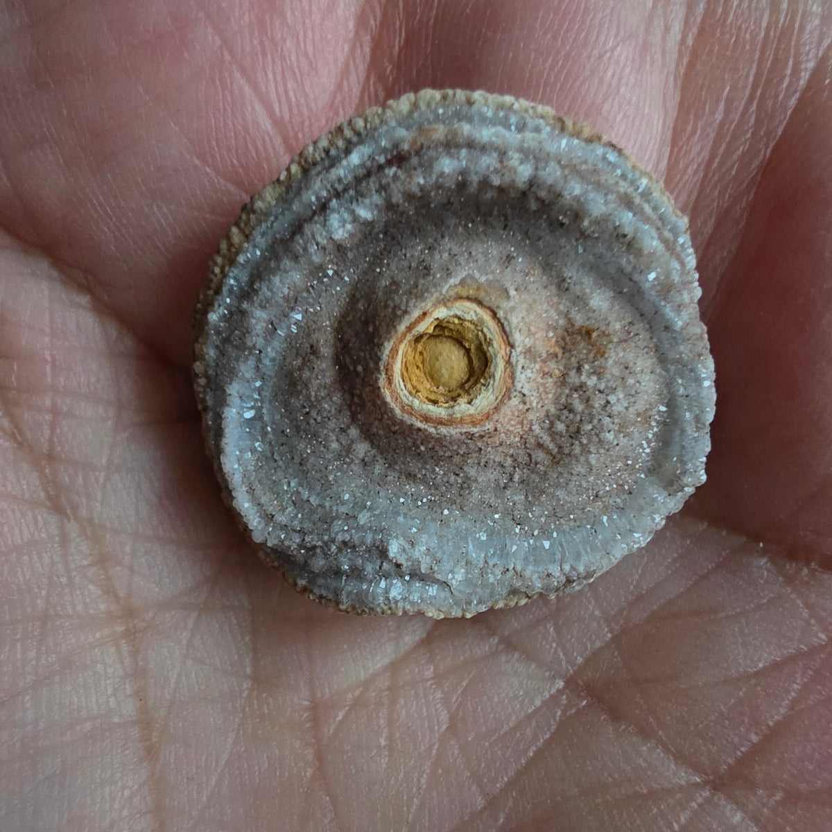 Chalcedon Rose