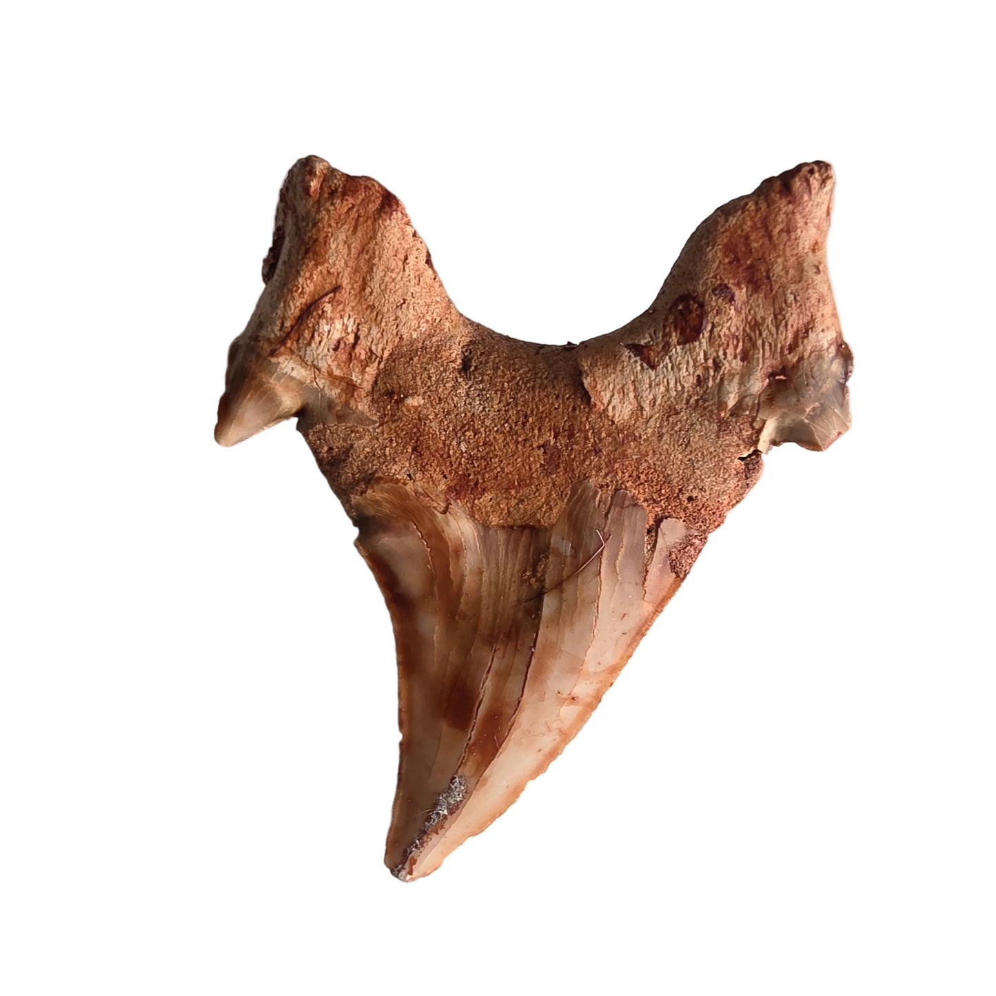 Hajtand fossil