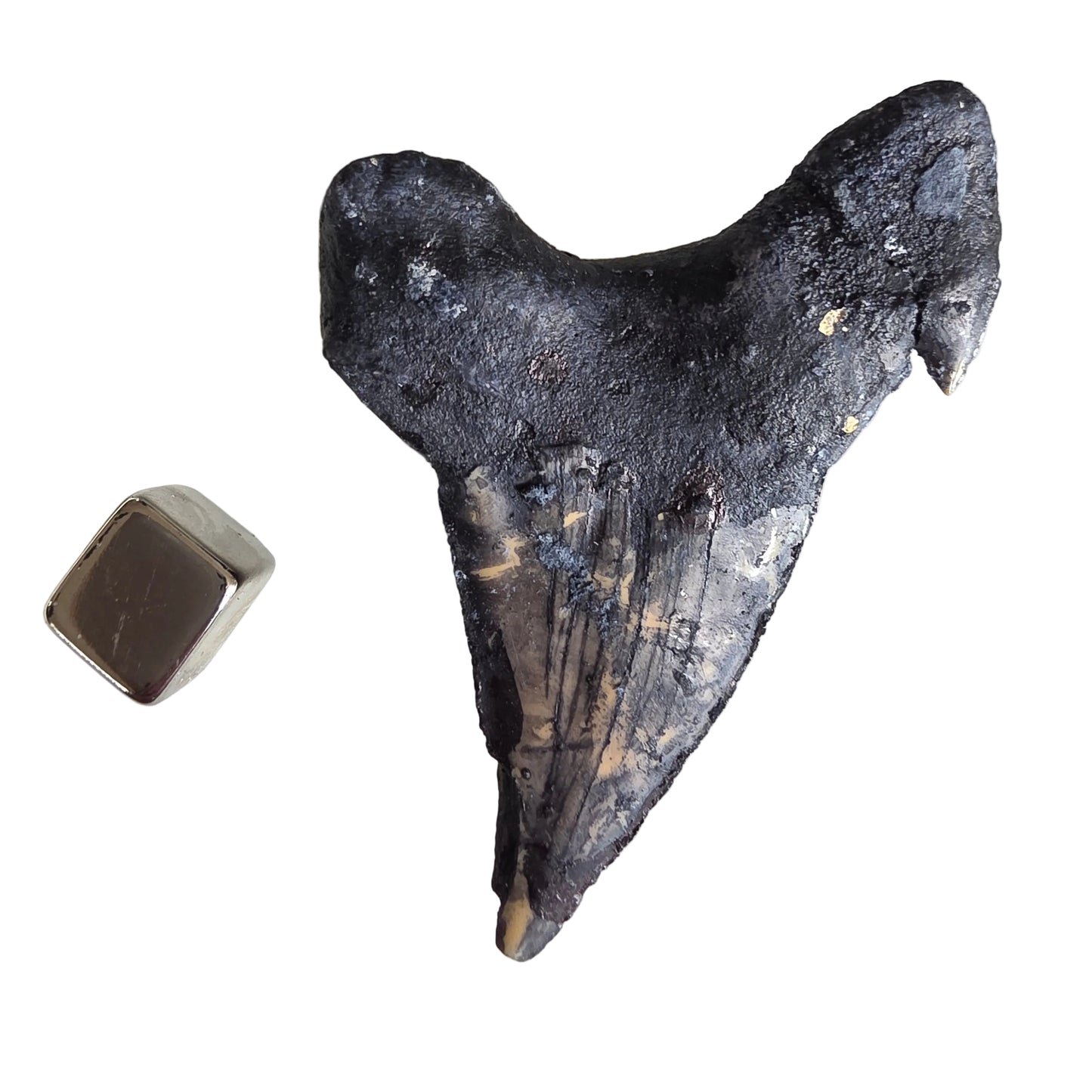 Hajtand fossil