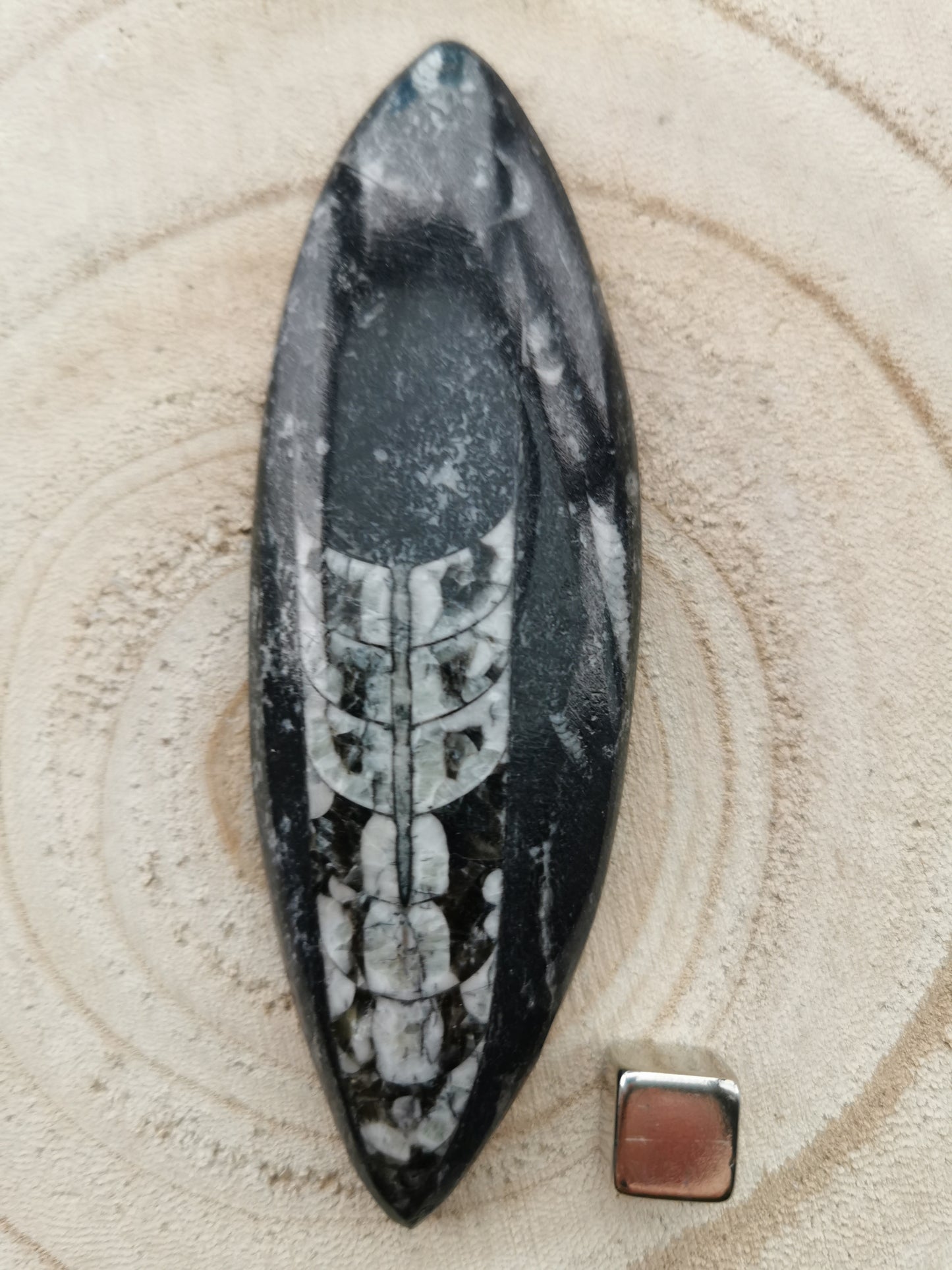 Orthoceras
