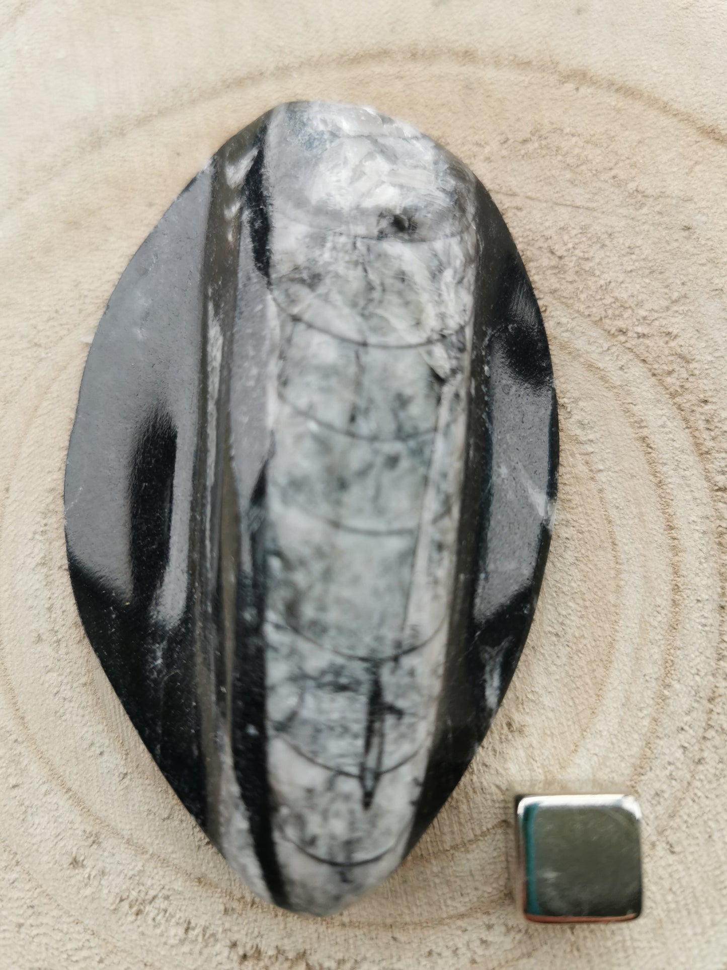 Orthoceras