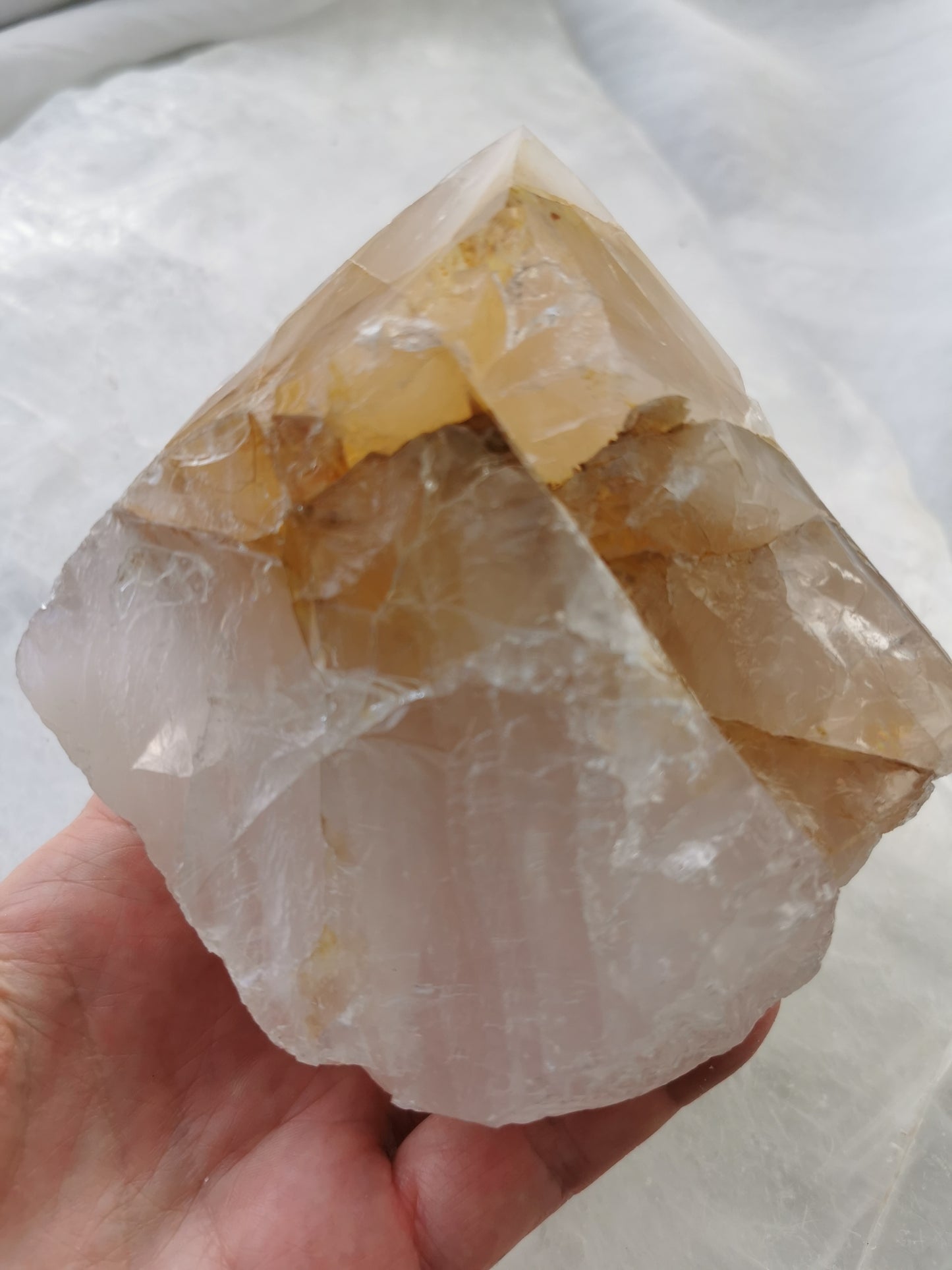 Golden Healer Halvrå