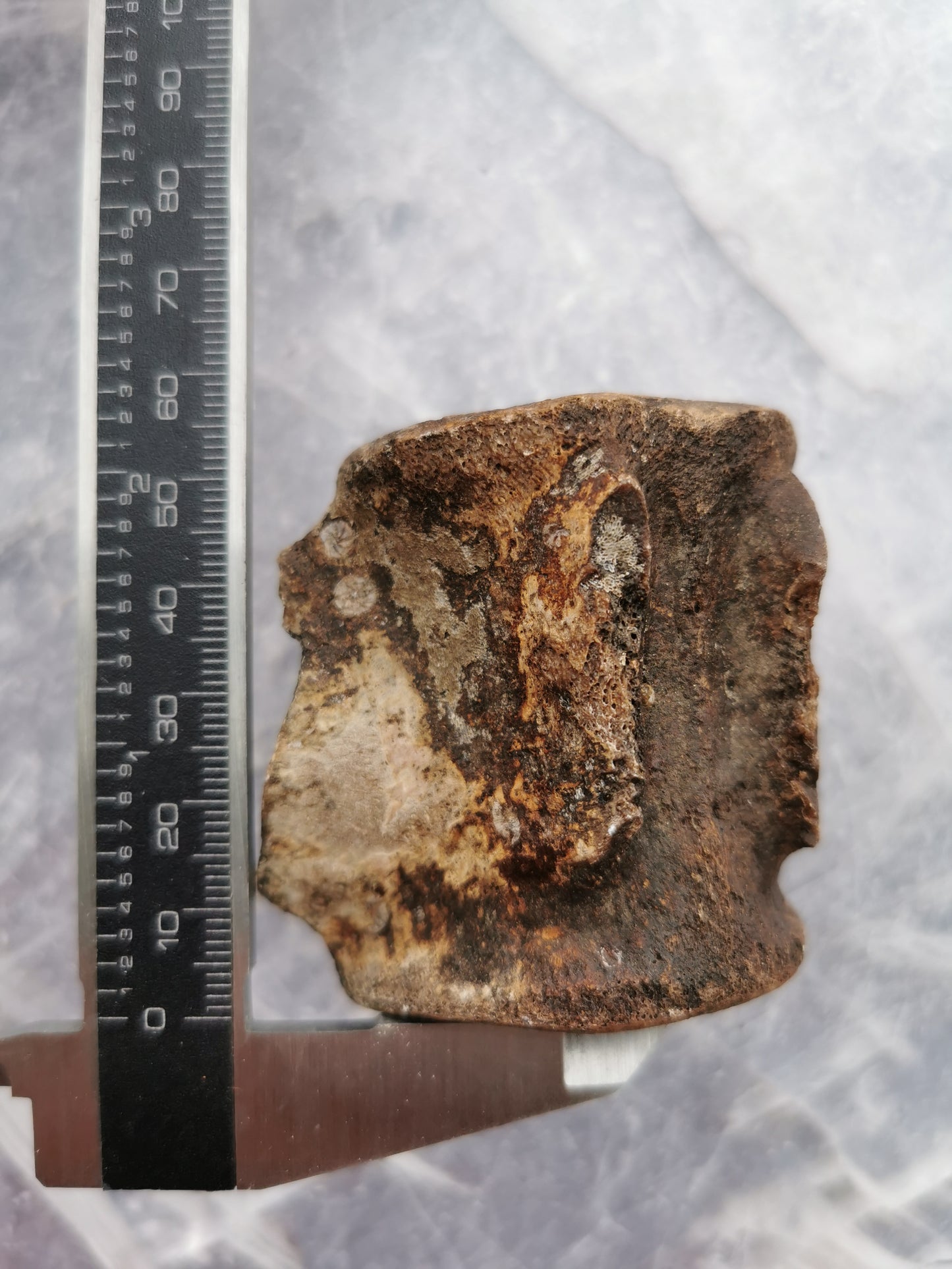 Hval Ryghvirvel Fossil