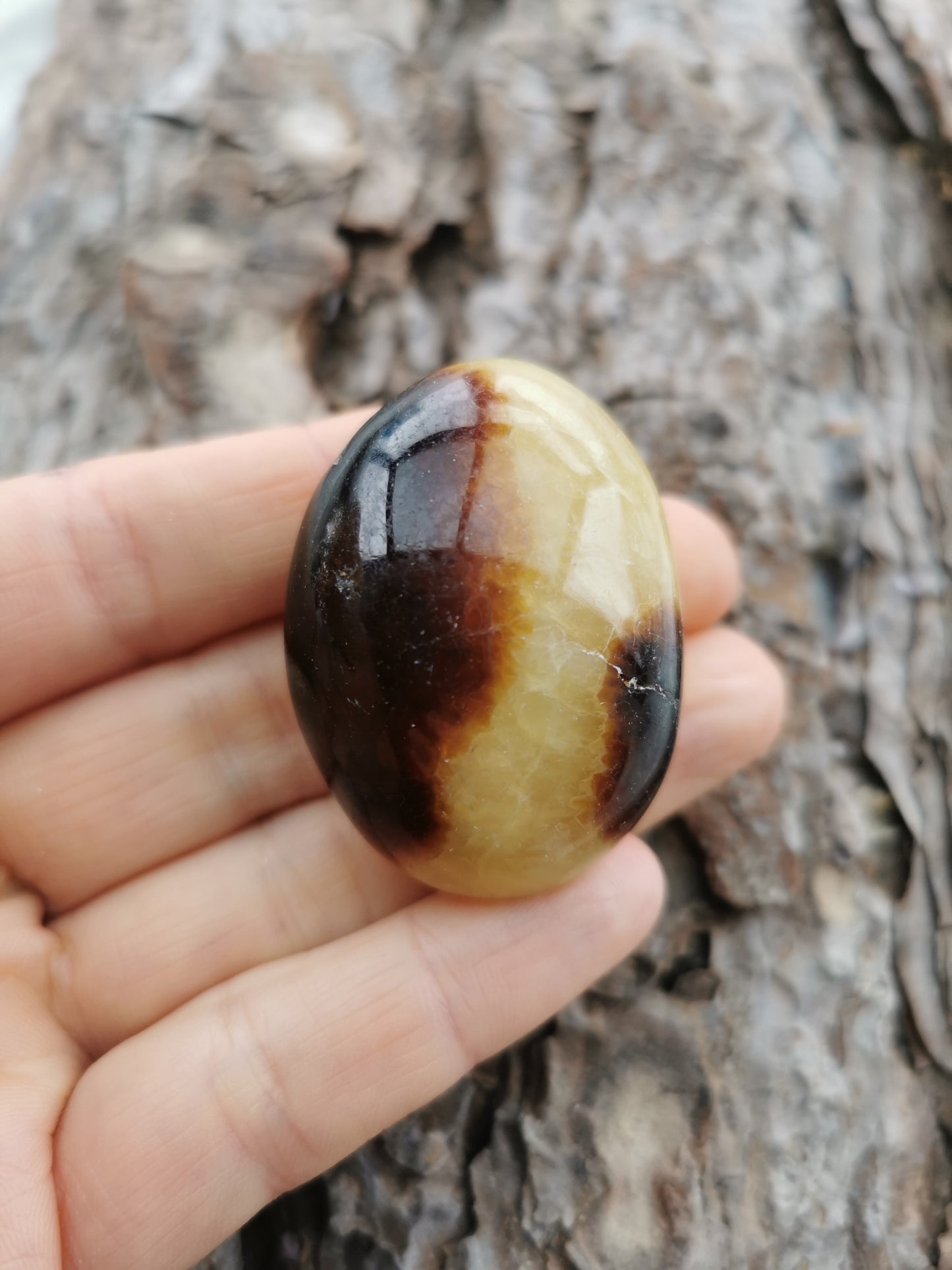 Septarie Jumbosten