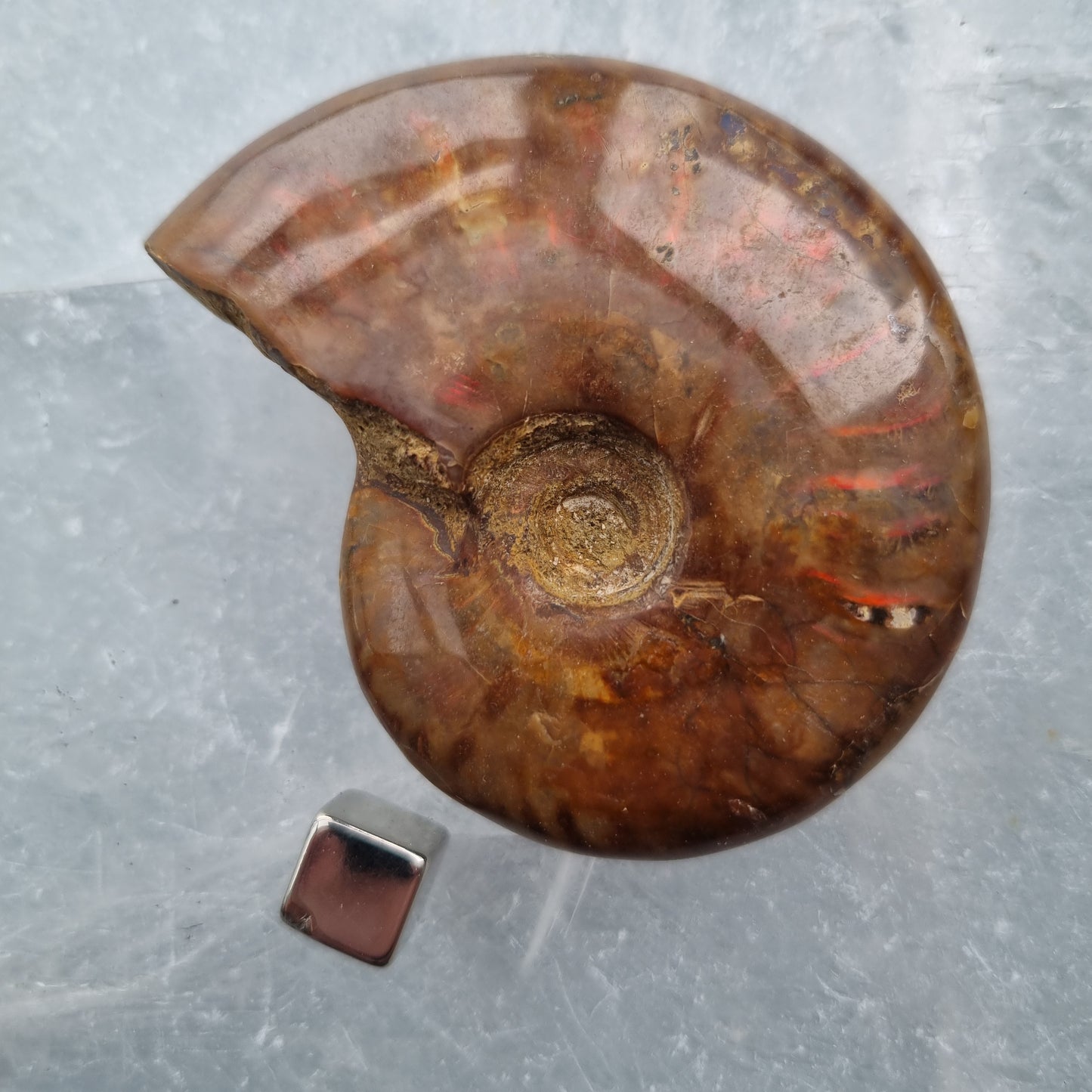 Ammonite opalized