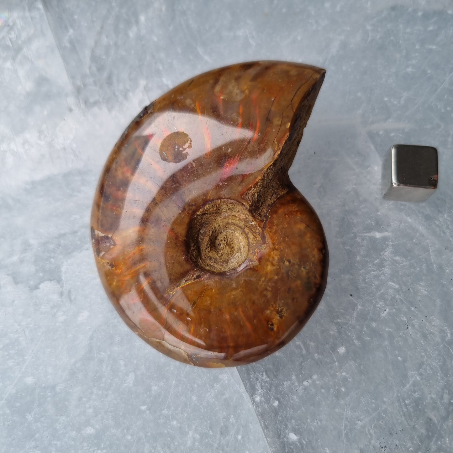 Ammonit opaliseret