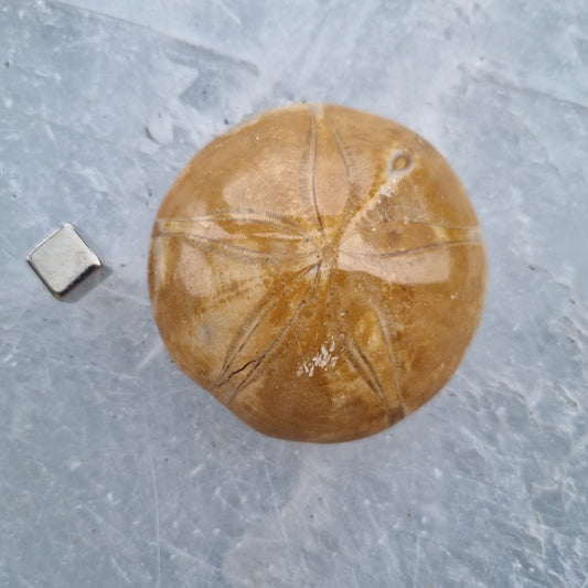 Sand Dollar