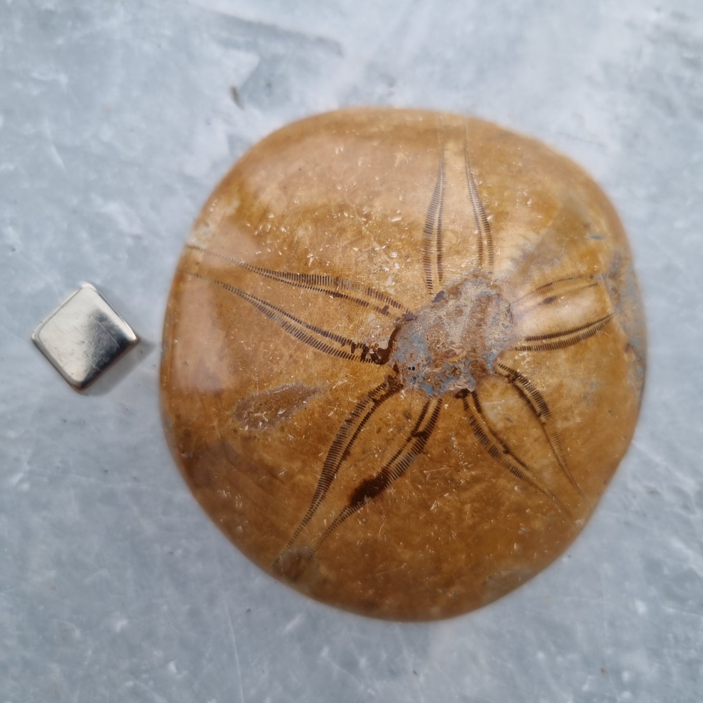 Sand Dollar