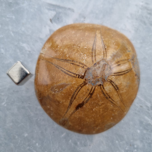 Sand Dollar