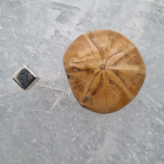 Sand Dollar