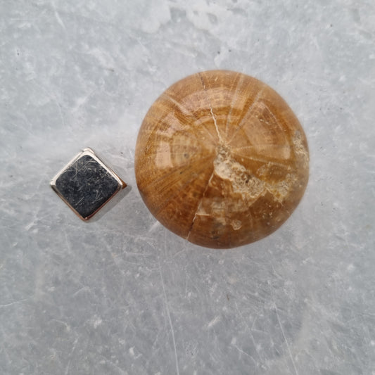Sand Dollar