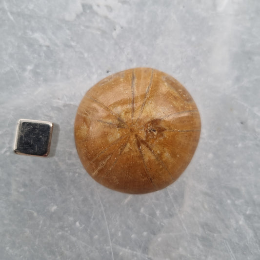 Sand Dollar