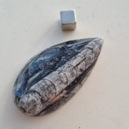 Orthoceras Fossil