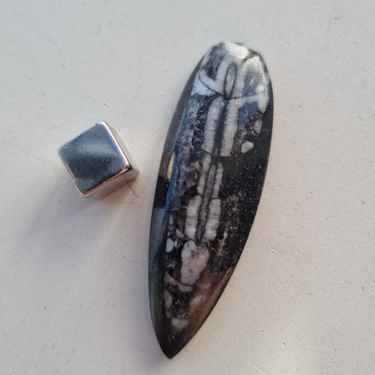 Orthoceras Fossil