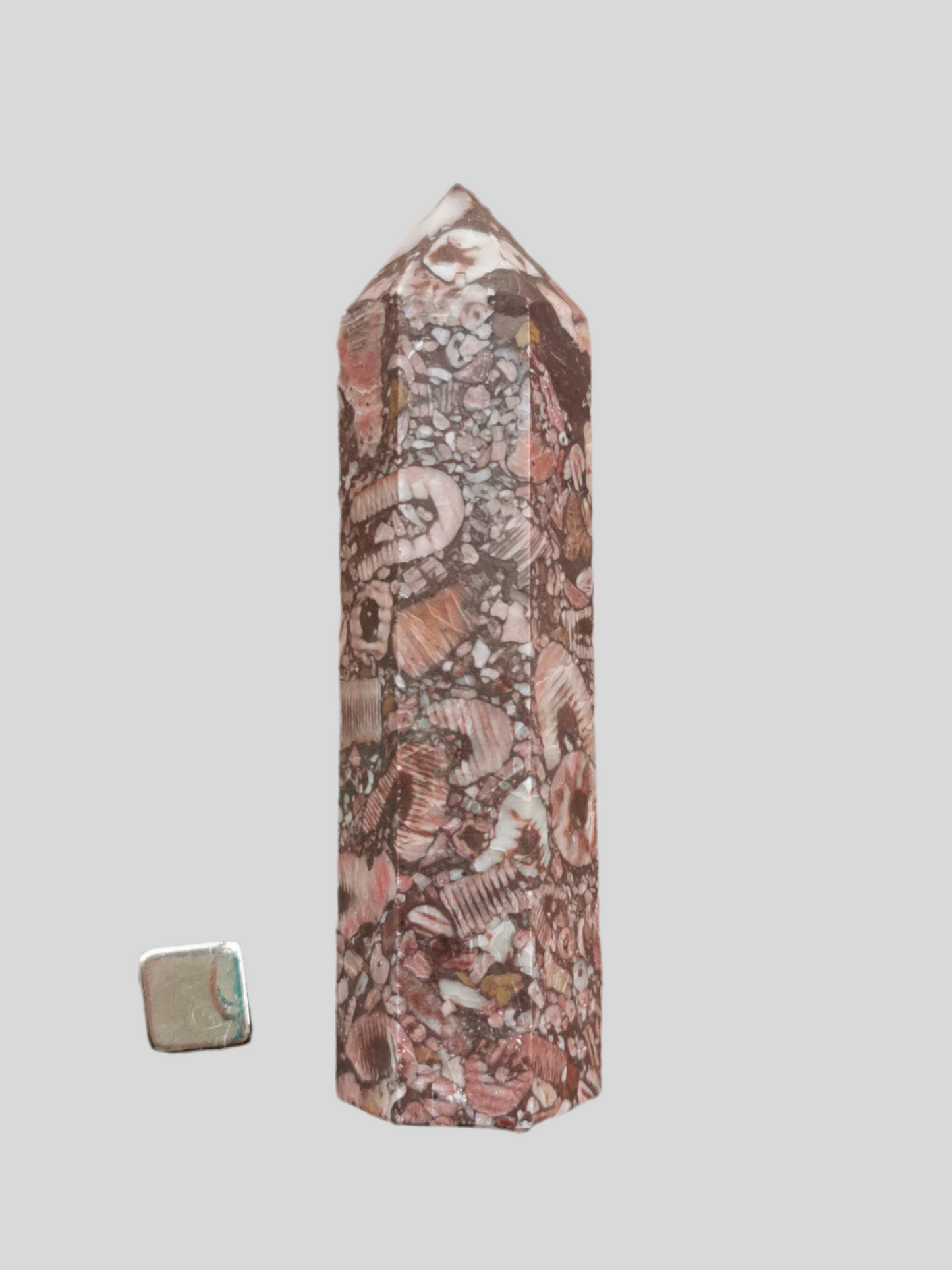 Chrinoid Fossil spids