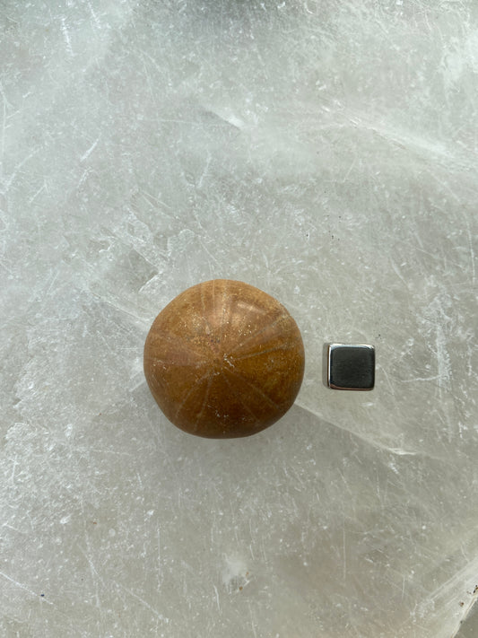Sand Dollar