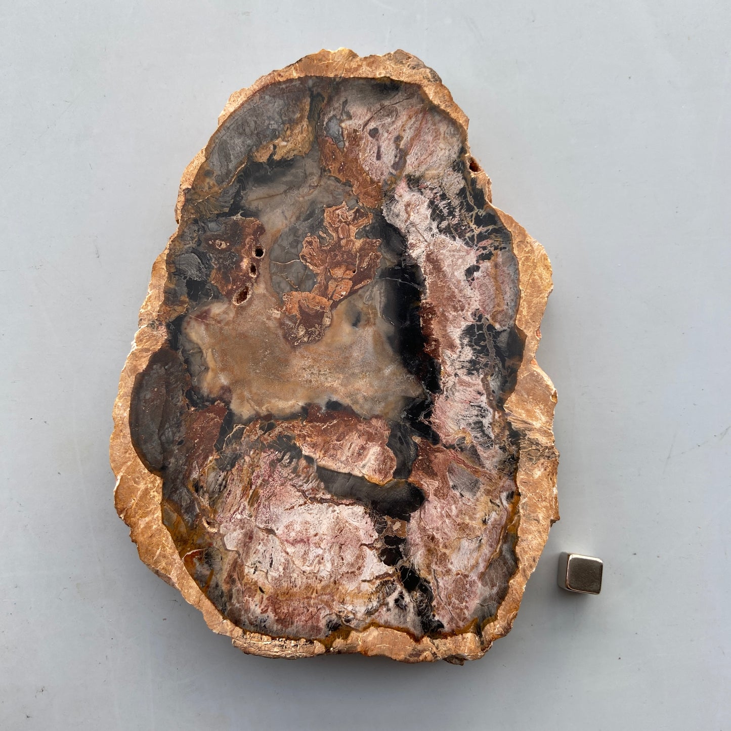 Forstenet Træ plade