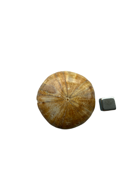 Sand Dollar
