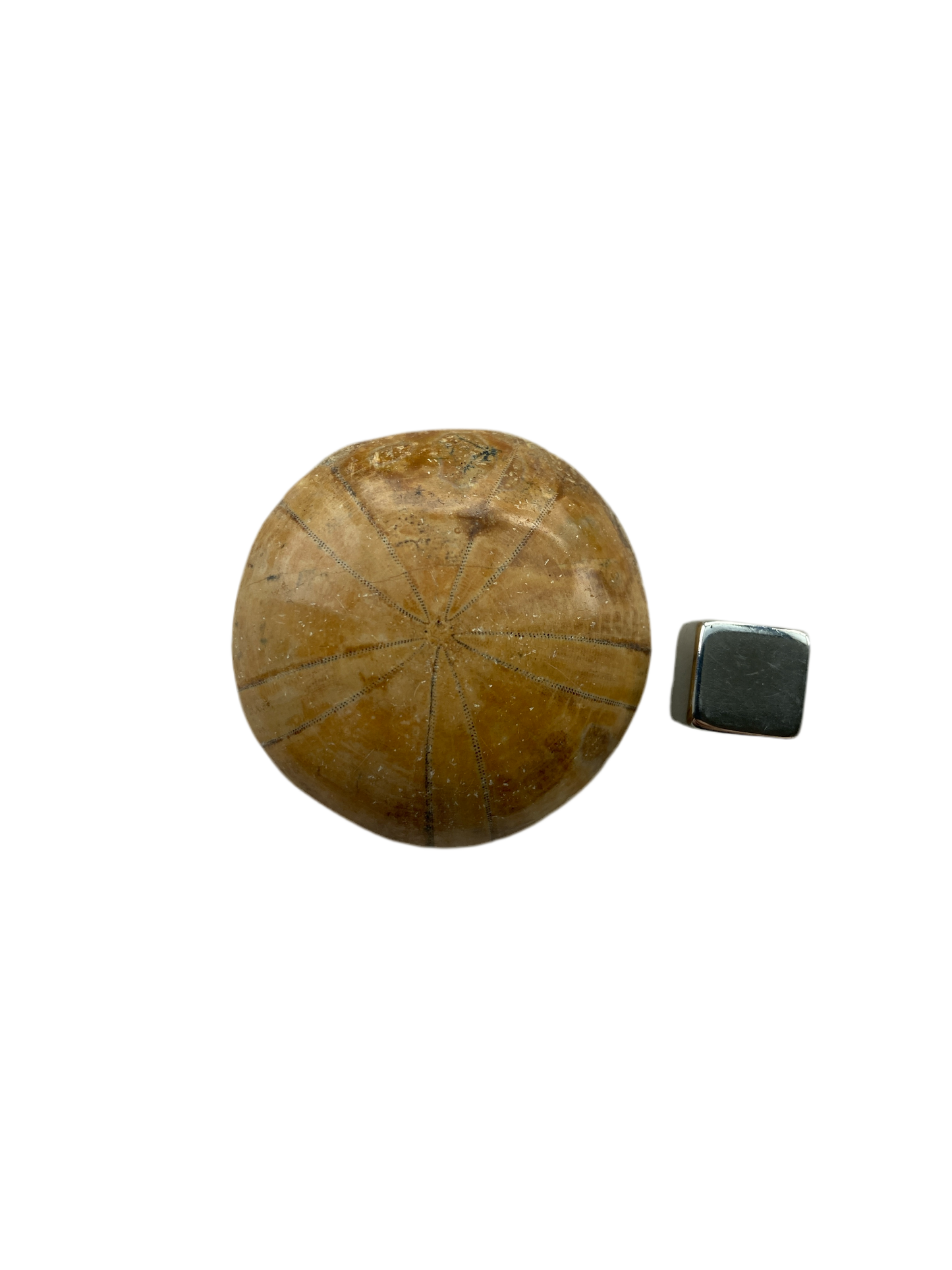 Sand Dollar