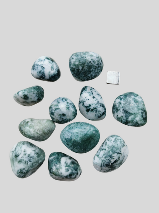 Agat træ (lys)