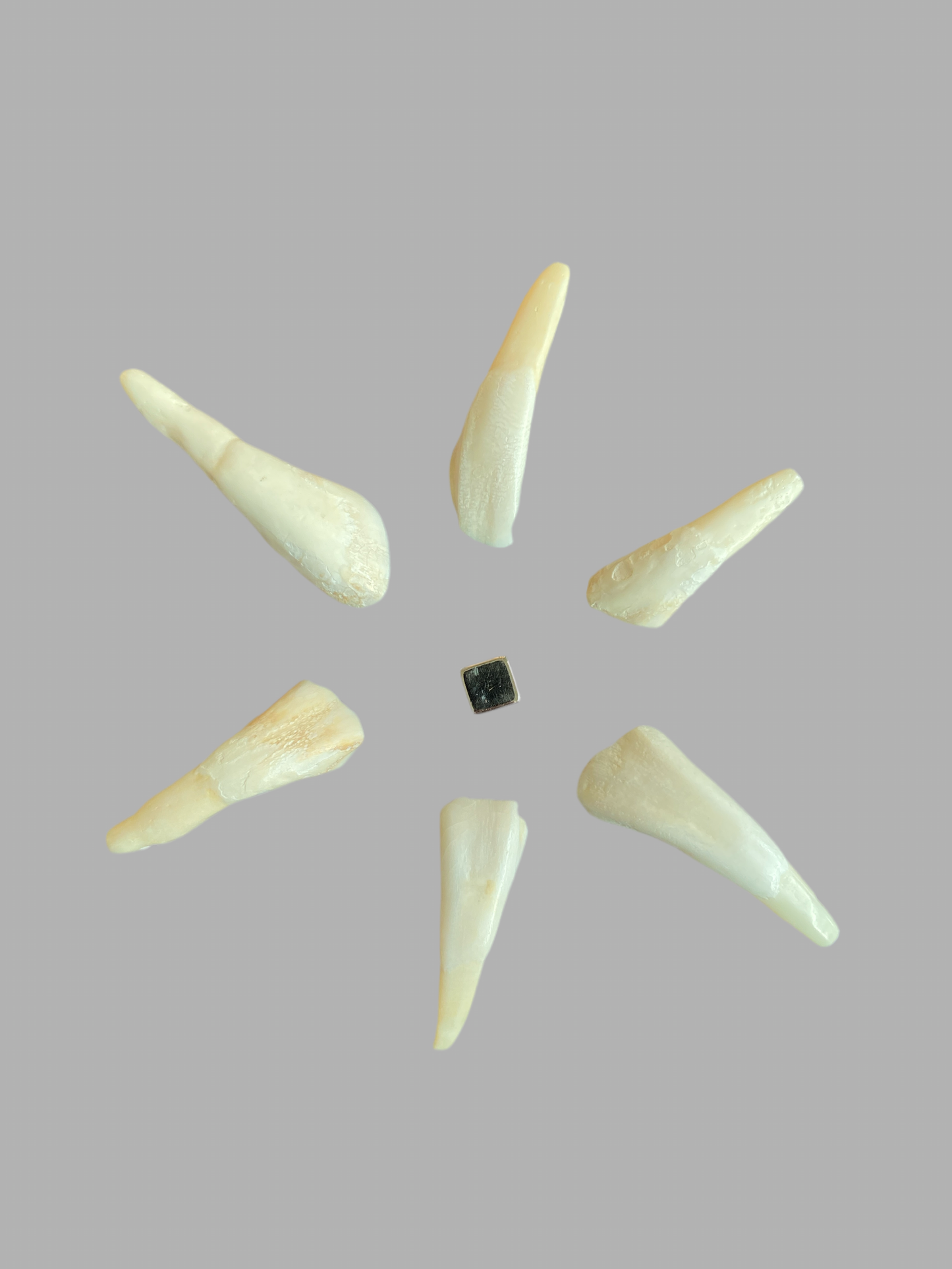 Bøffeltand Vedhæng