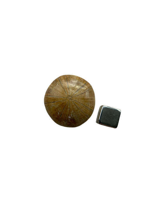 Sand Dollar