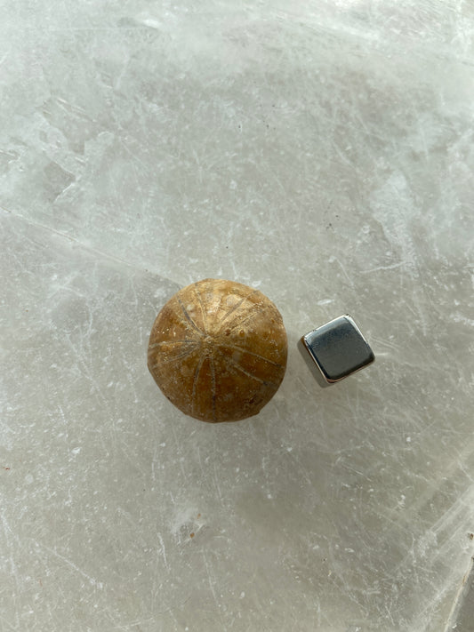Sand Dollar