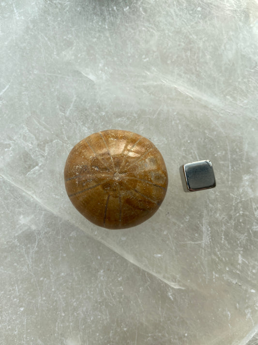 Sand Dollar