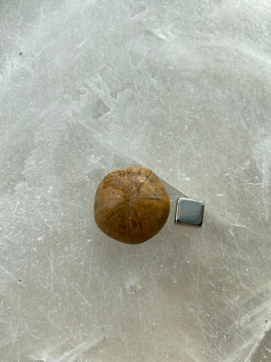 Sand Dollar