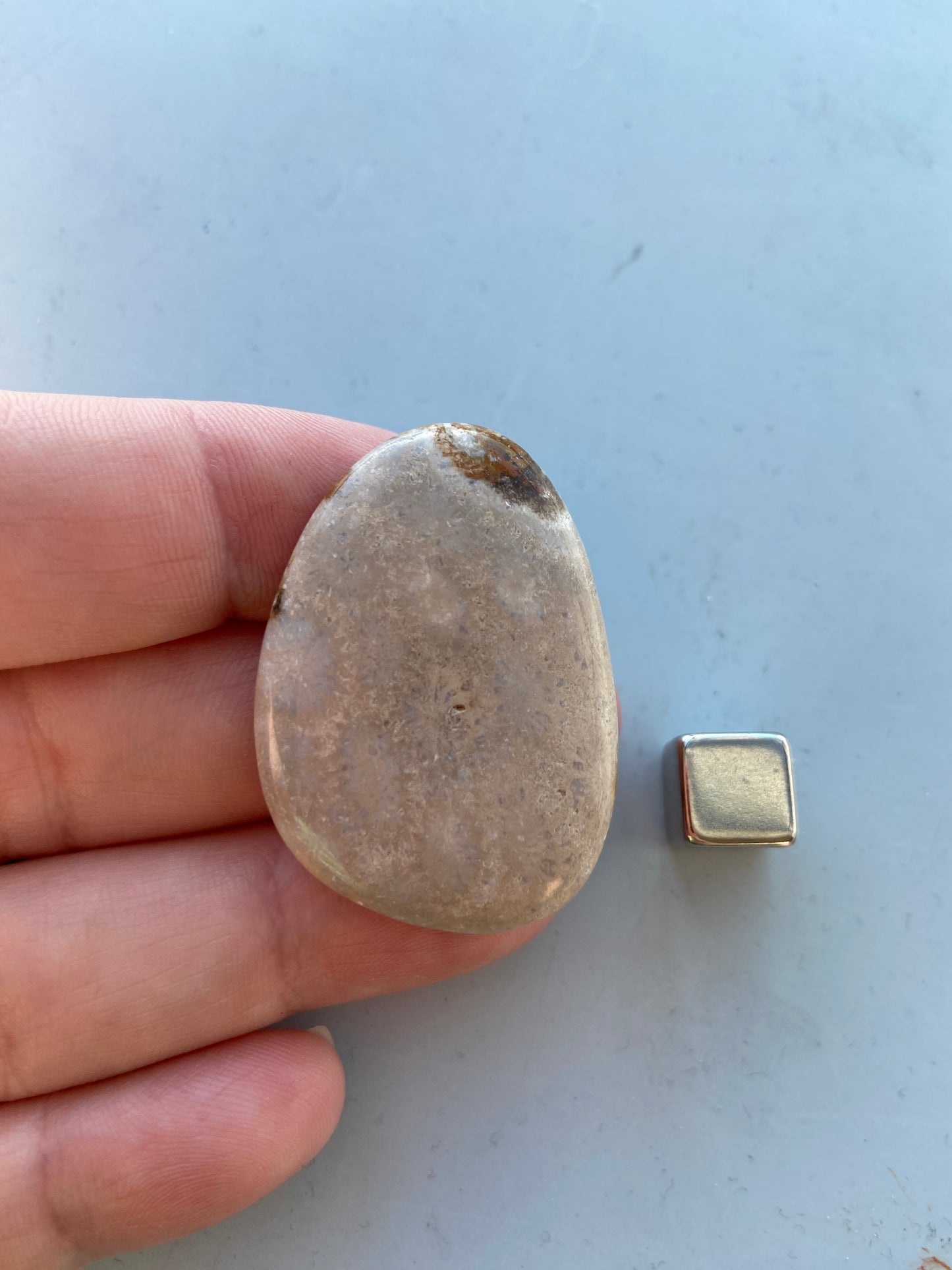 Koral Forstenet Petoskey