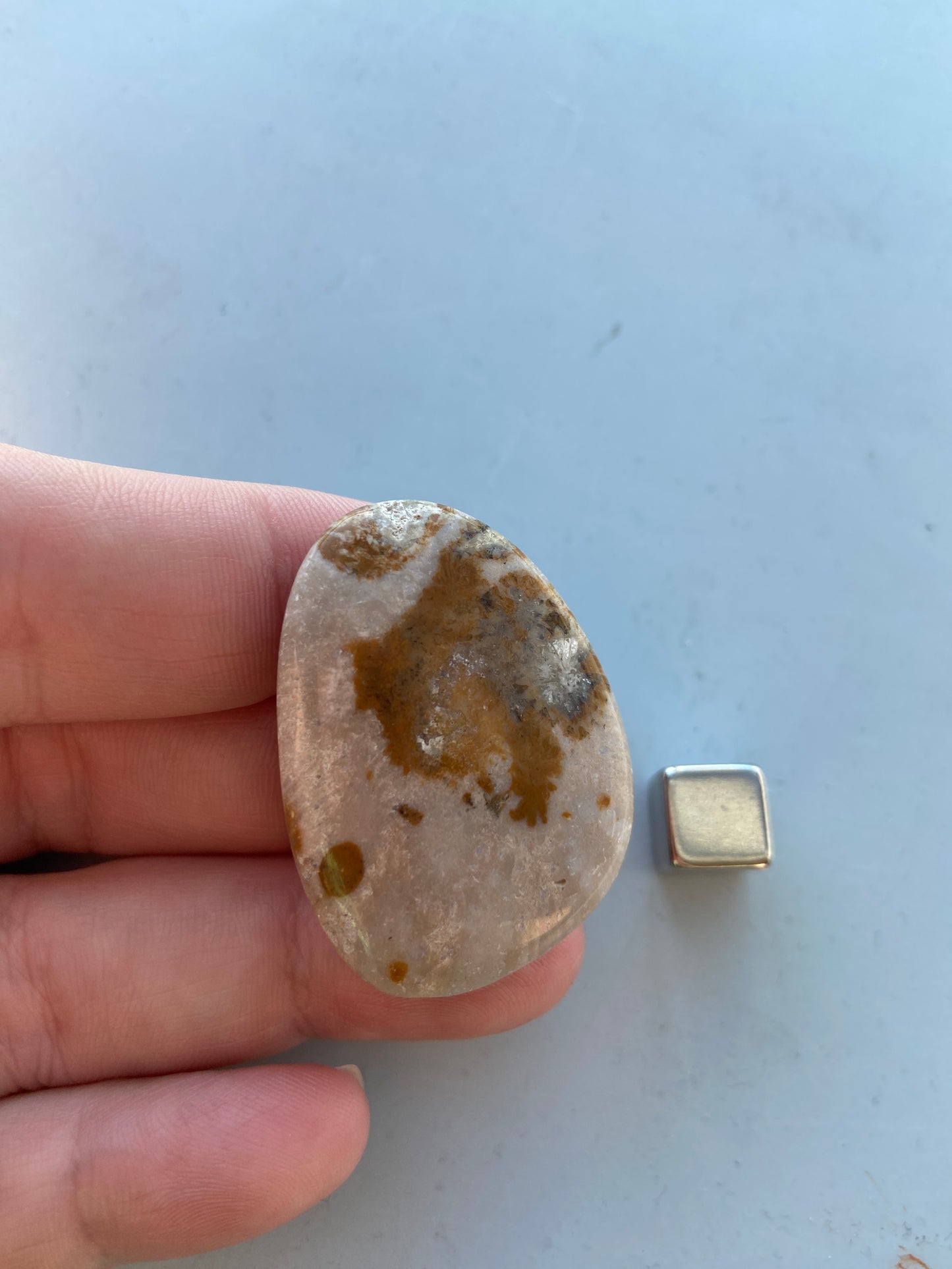 Koral Forstenet Petoskey