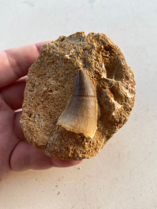 Mosasaurus Forstenet Dinosaurtand i matrix