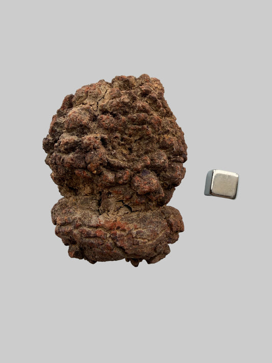 Coprolit