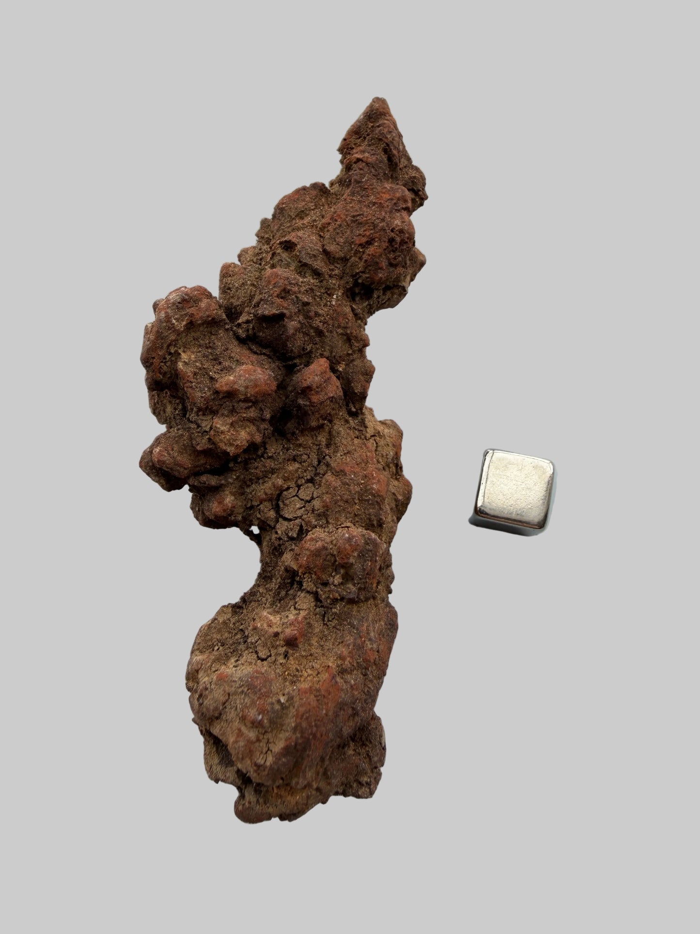 Coprolit