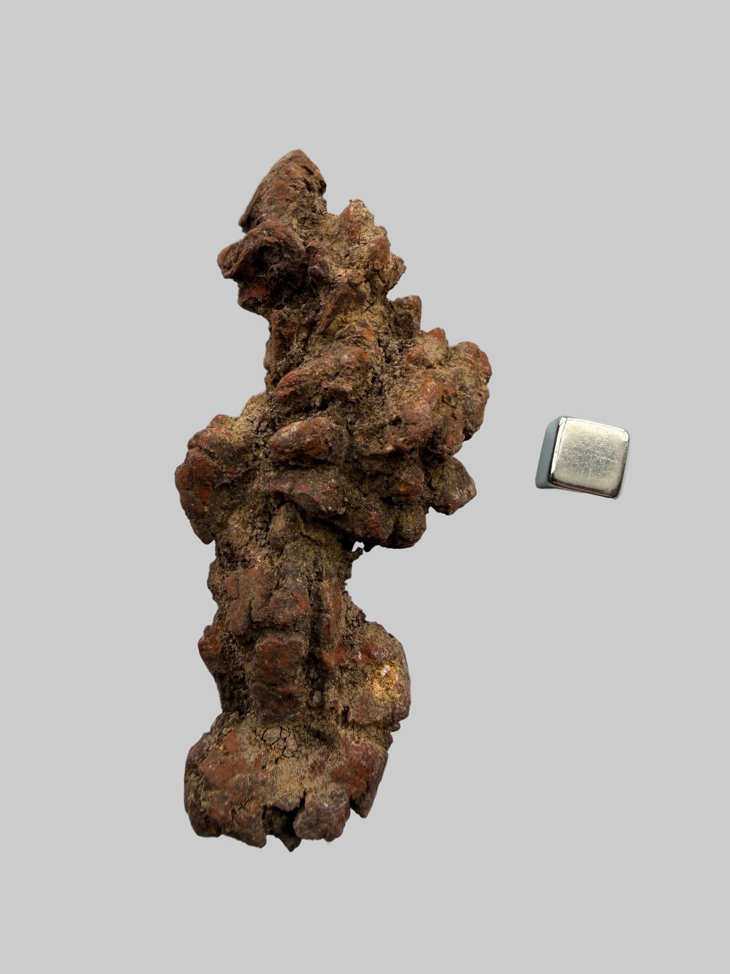 Coprolit